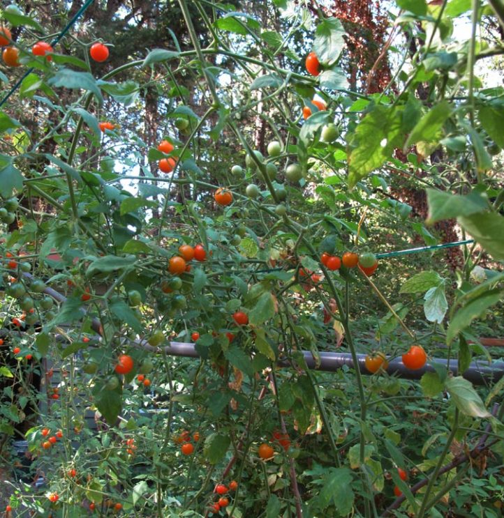 Sungold tomatoes still going strong in October!
