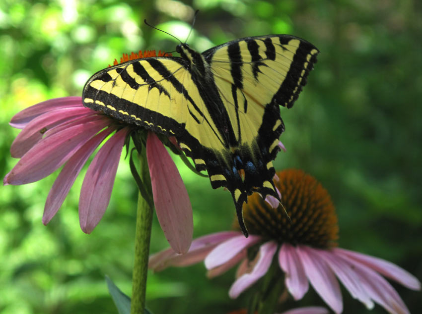 Oregon Swallowtail on Prairie Coneflower