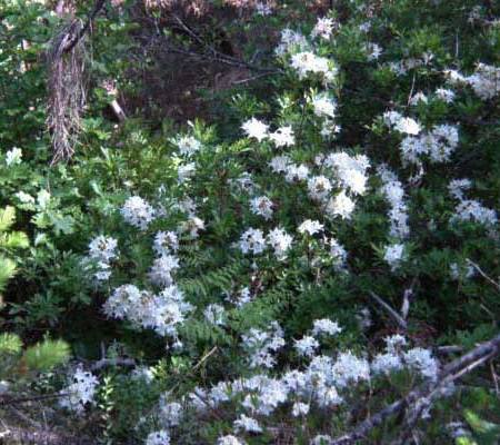 Wild Azaleas by our creek