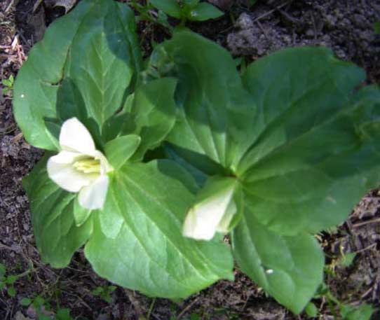 Native Trillium