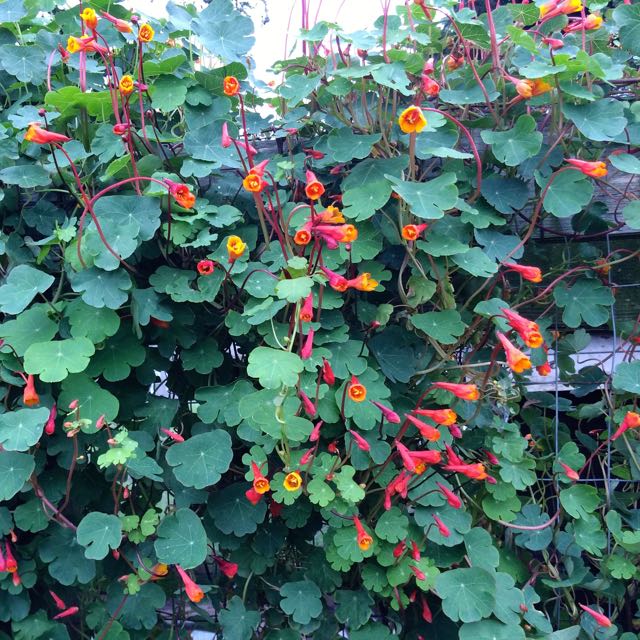 Maccha Flower Oca, Mashua and Yacon – The Holistic Garden