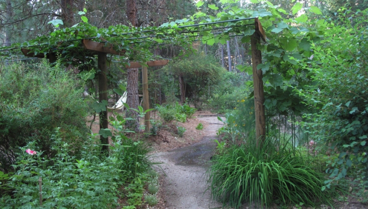 new Kiwi arbor and path to garden