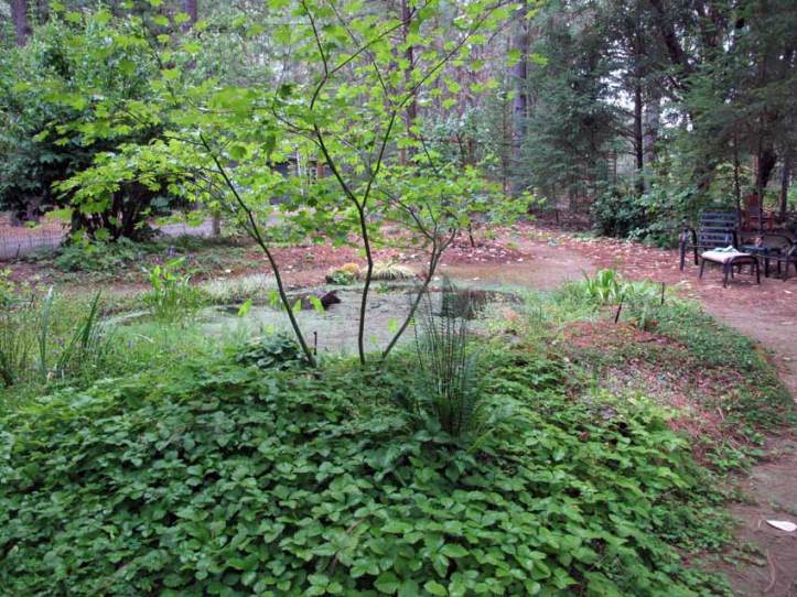 Native Plants Around Pond