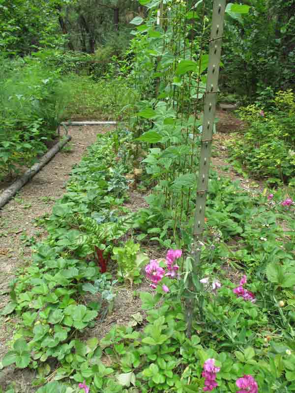 StrawberryBorderedBeanBed