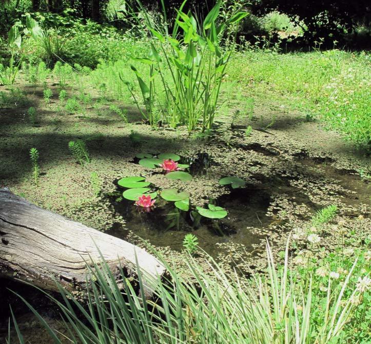 pondlilieslog2016