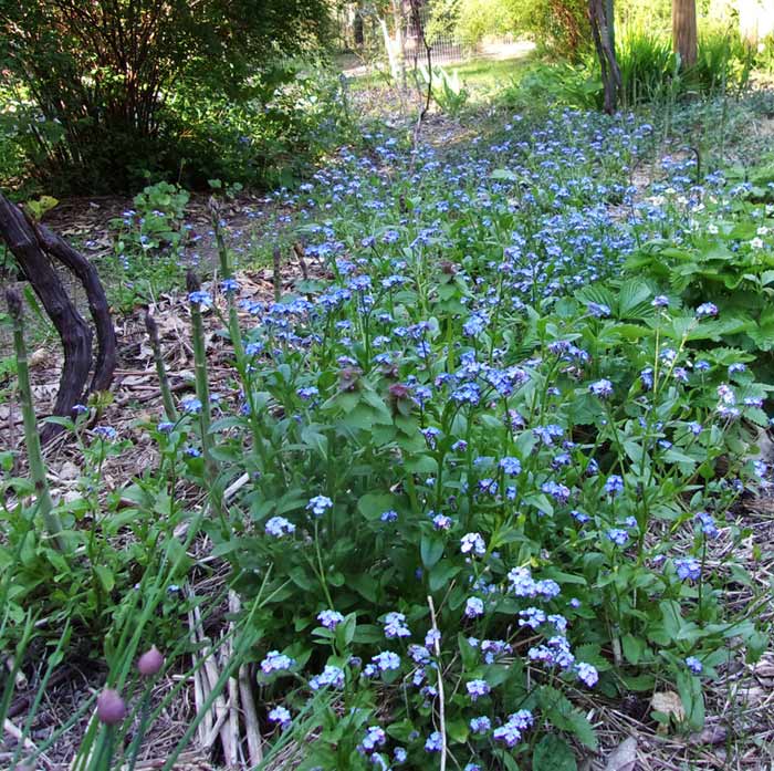 1-asparagusGrapeChivesForgetMeNots