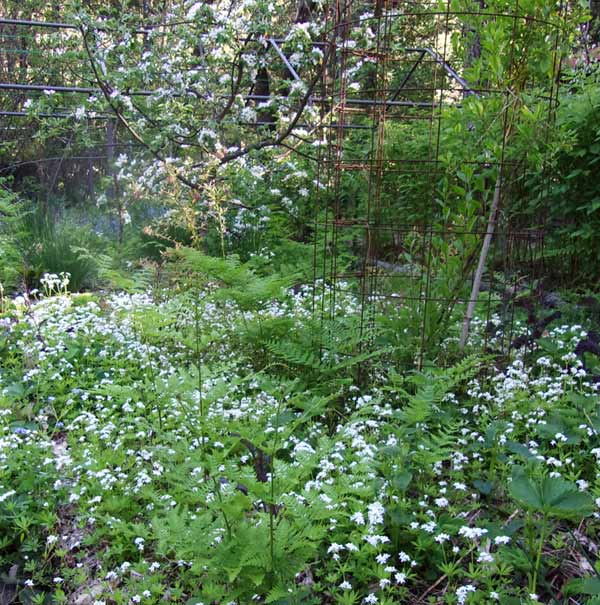 1-SweetWoodruffHoneycrispGoji