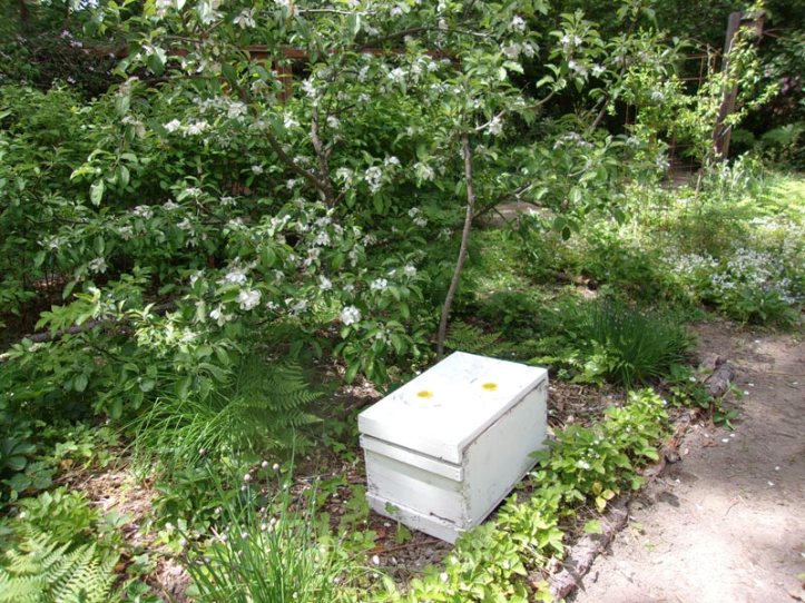 BeehiveUnderHoneycrisp