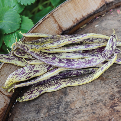 DragonTongueBushBeans