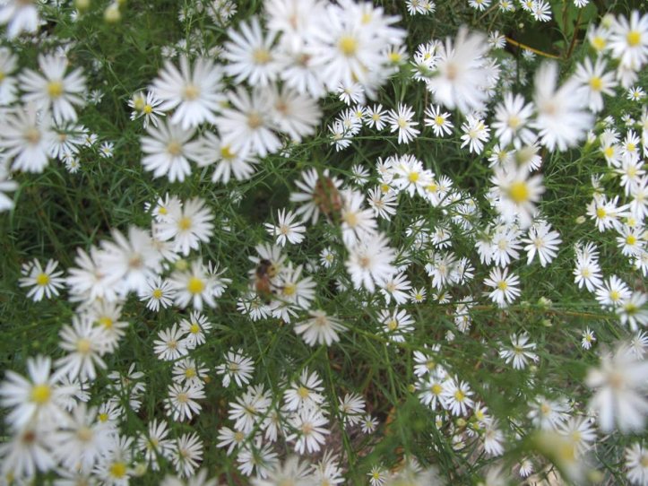 HeathAsterAndBees