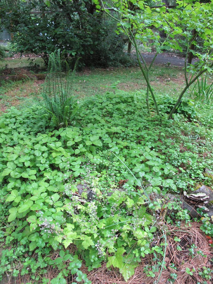 PondMoundStrawberries