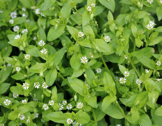 chickweed