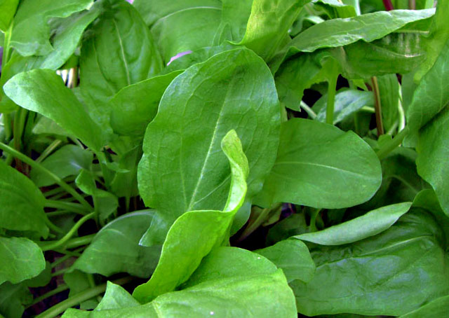 frenchSorrel