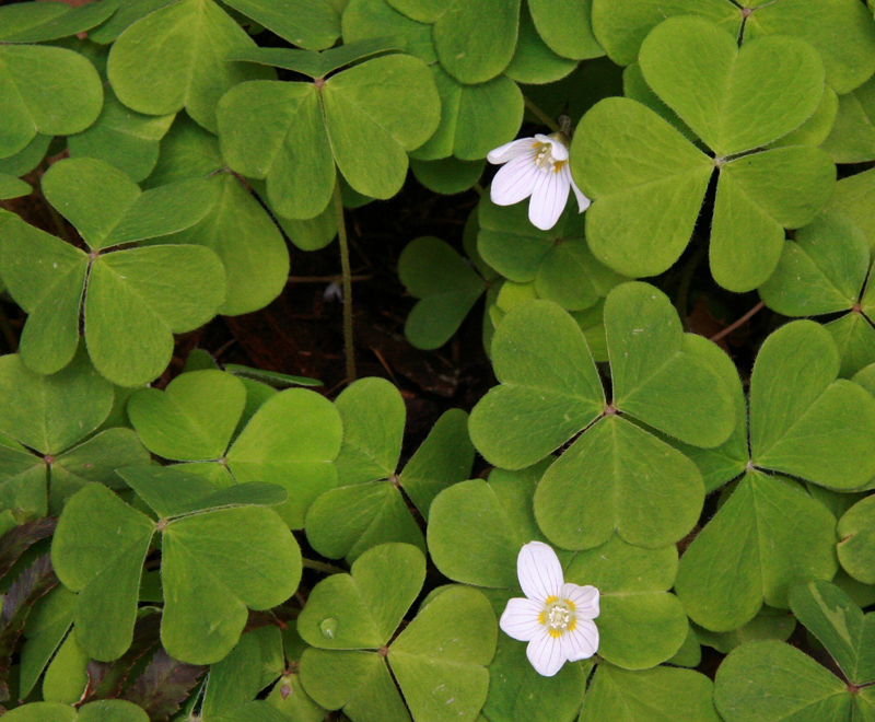 RedwoodSorrel