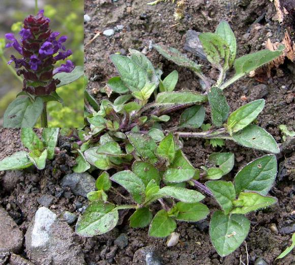self-heal