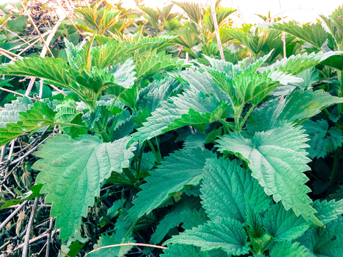 StingingNettle