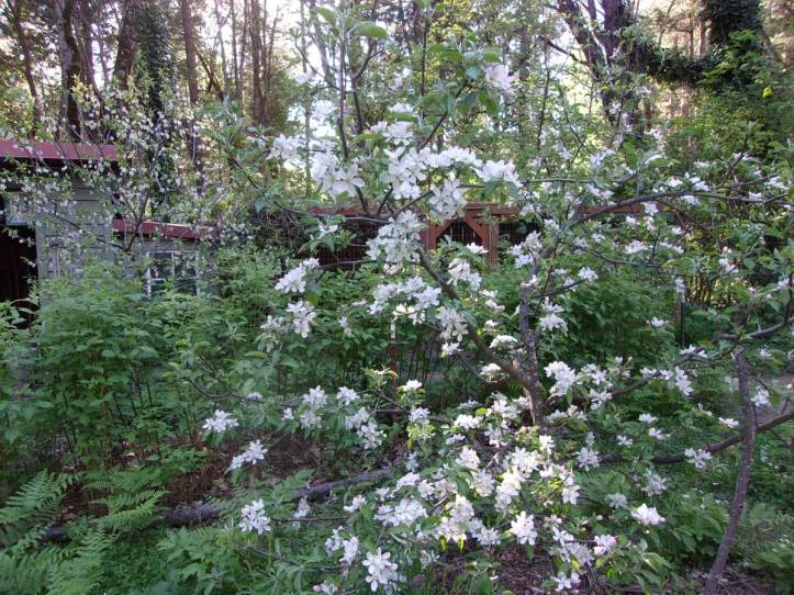 AppleAndPruneBlossoms2017