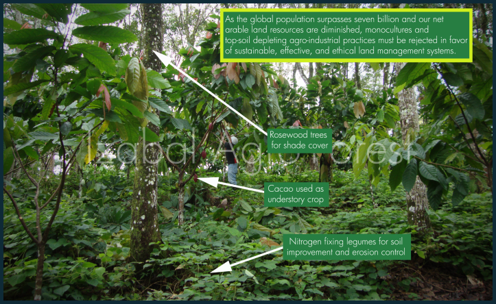 multistadaAgroforestry