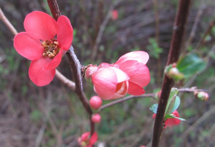 FloweringQuince