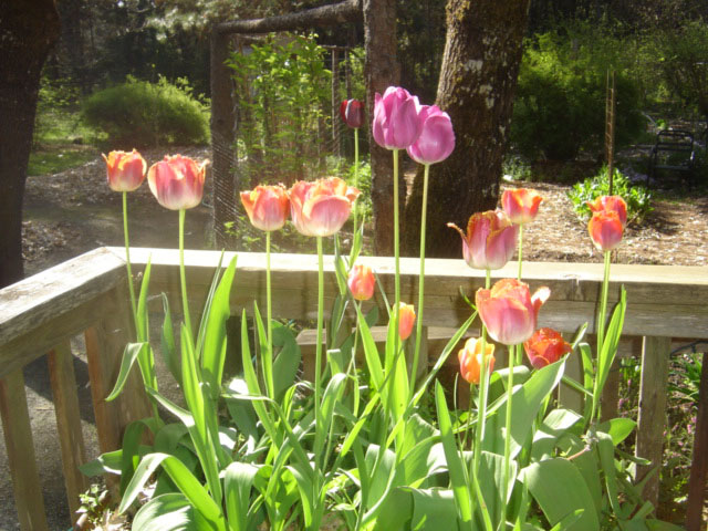 Tulips- WheelbarrowOnDeck