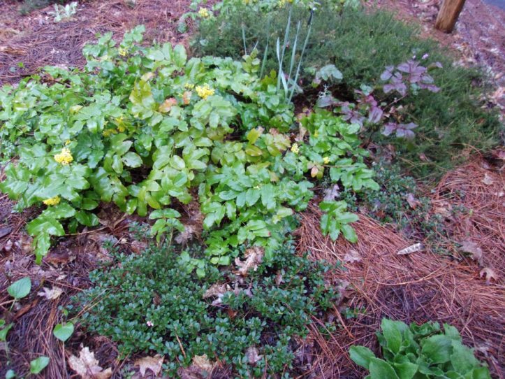 OrGrapeHeatherKinnickinnick