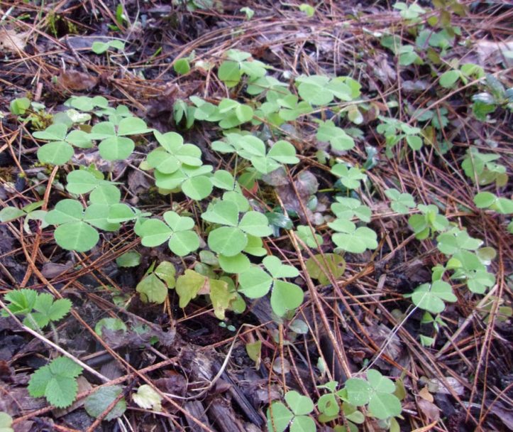 RedwoodSorrel