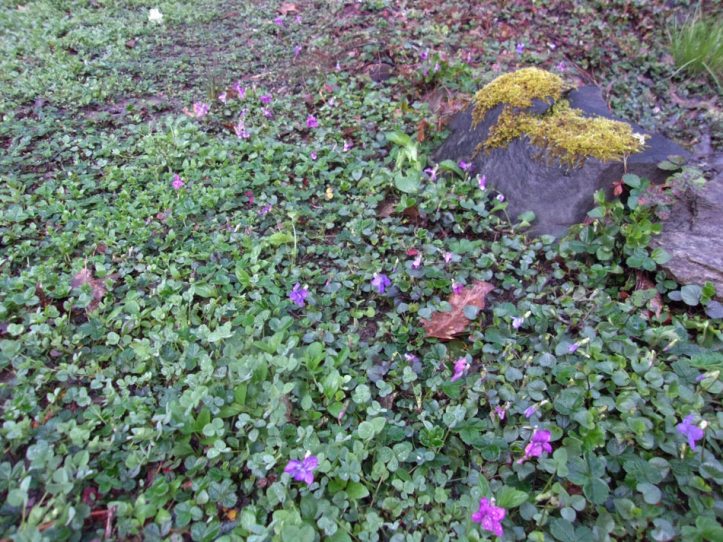 VioletCoastStrawberrySelfheal