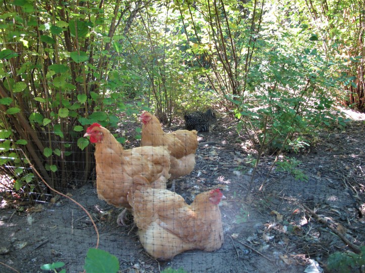 hensInHazelGrove2017