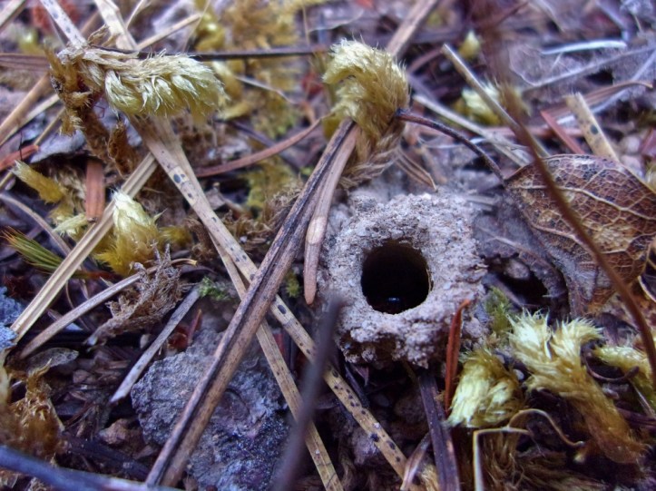 KODAK Digital Still Camera