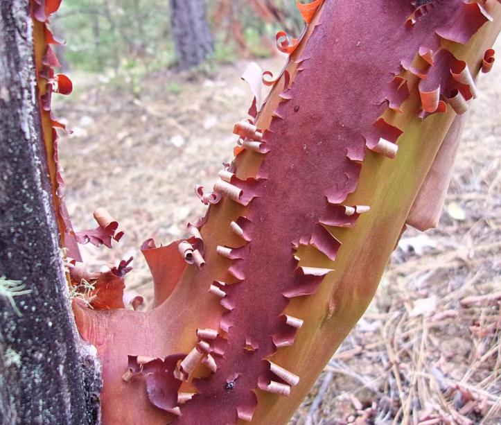 KODAK Digital Still Camera