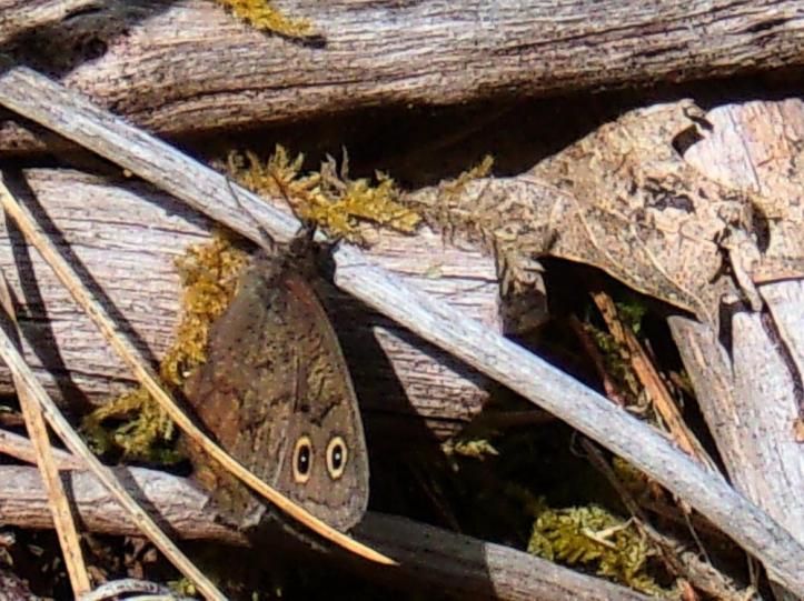 KODAK Digital Still Camera