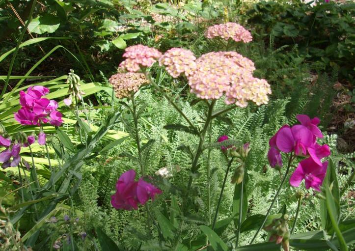 KODAK Digital Still Camera