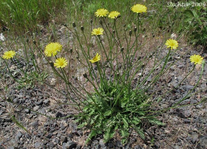 hypochaeris_radicataFalseDandelion