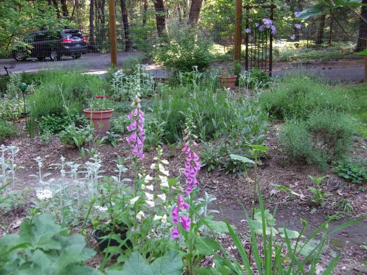 JunePollinatorGarden